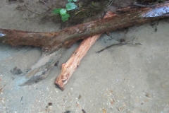 O tronco deixado para ser recuperado na próxima expedição.