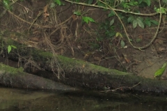 Descendo o rio Jaguareguava.